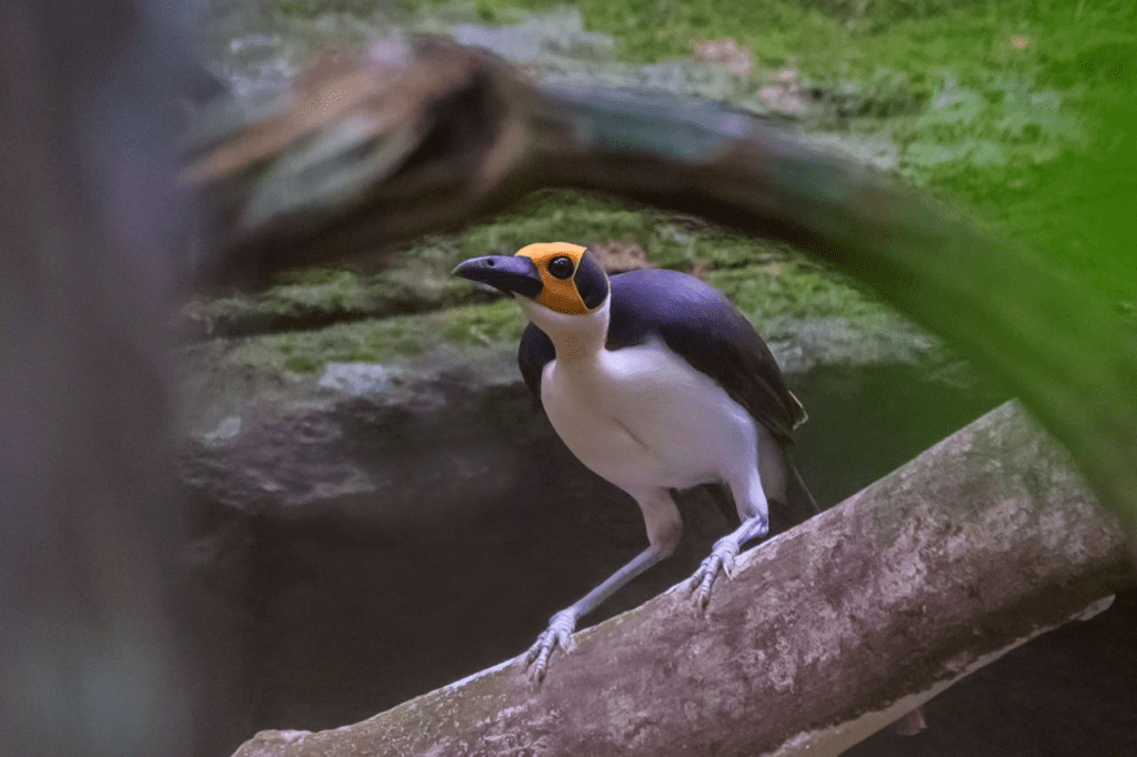 Ghana Birding Tours