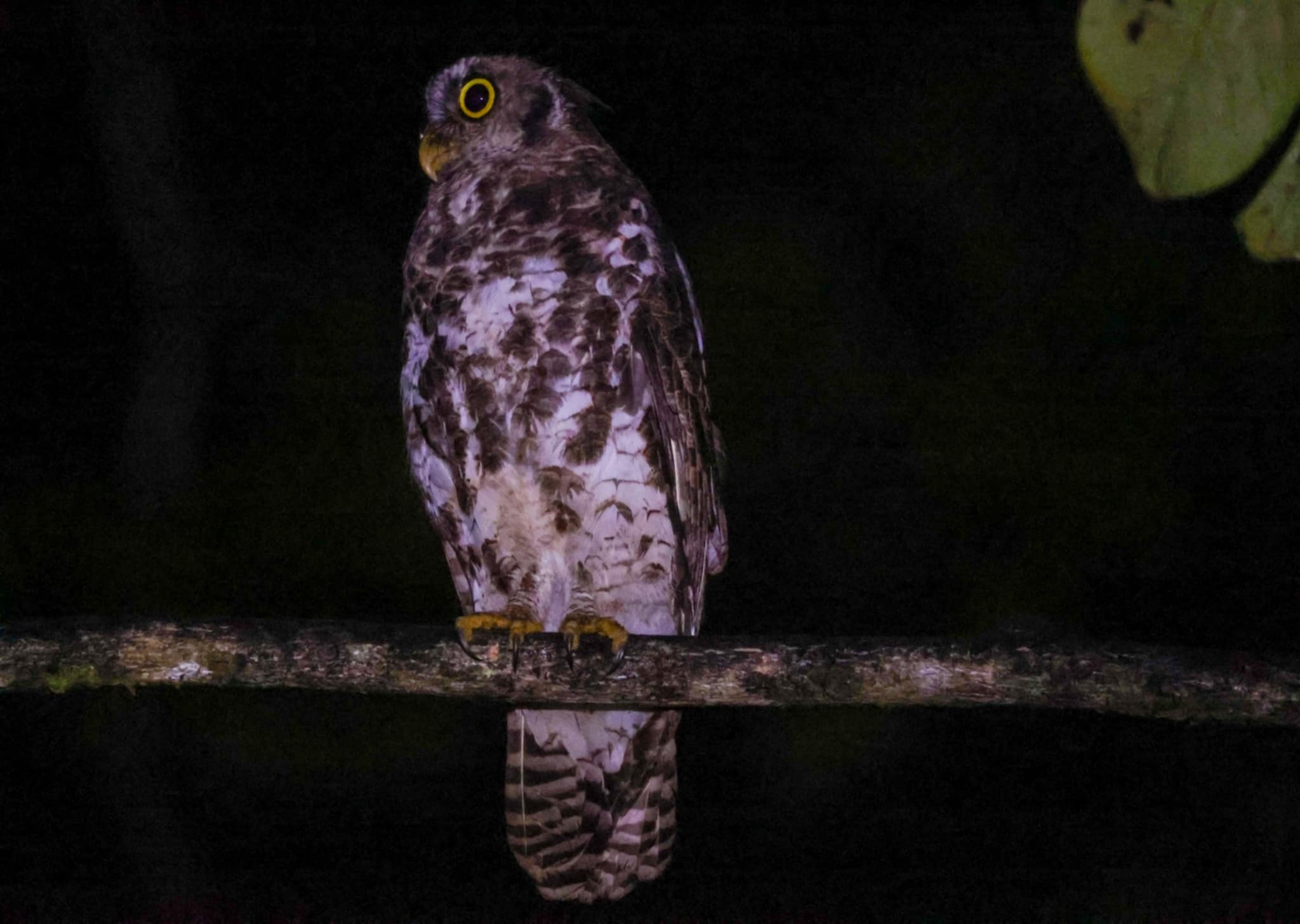 Ghana Birding Tours