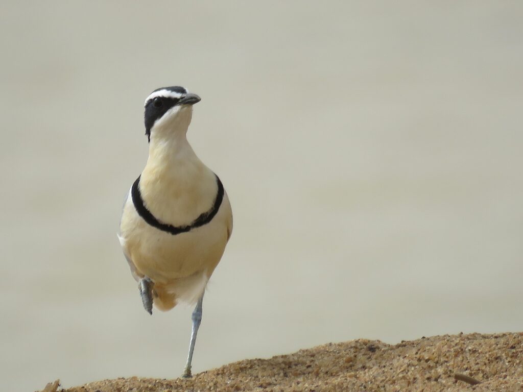 Ghana Birding Tours